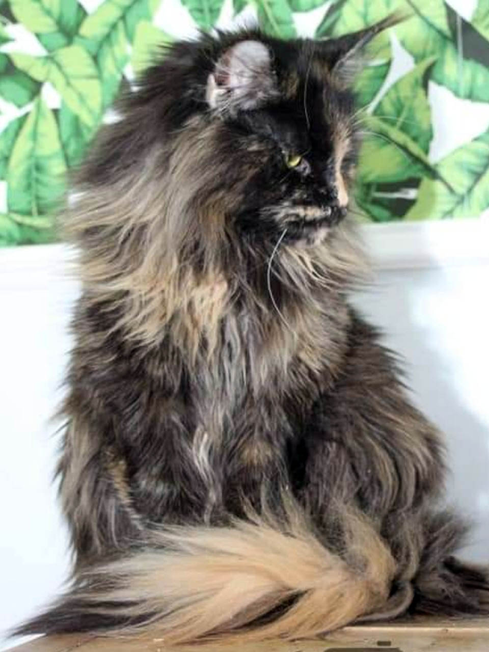 Maine coon