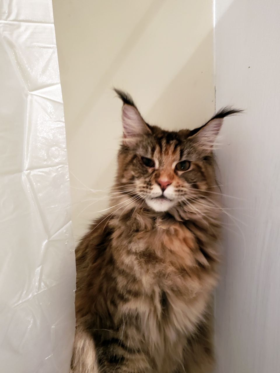 Maine coon